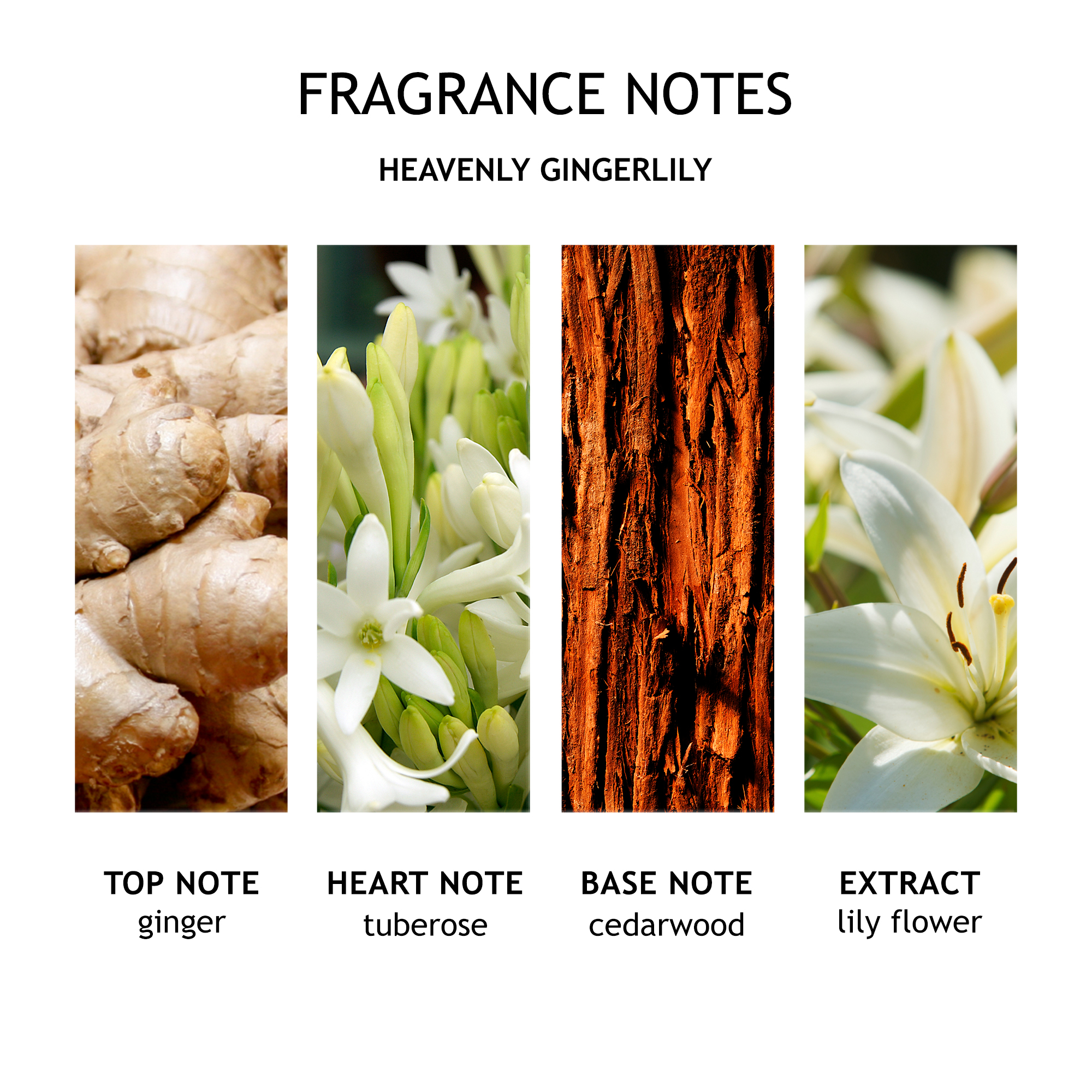 Gingerlily Single Wick Candle Gingerlily Single Wick Candle